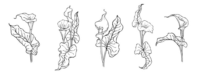 Fototapeta na wymiar Set of linear sketches of calla flowers and leaves. Vector graphics.