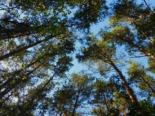 Treetops in the forest rising to the blue sky