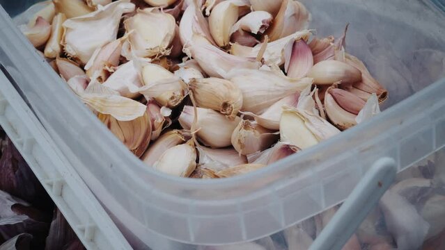 garlic in a bowl. fresh natural garlic. vegetarian natural food. raw natural vegetables.