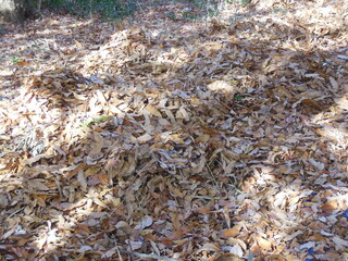 広葉樹の落ち葉
