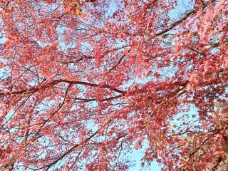 紅葉
