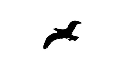 Seagull silhouette