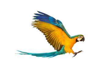 Zelfklevend Fotobehang Colorful flying parrot isolated on transparent background. © Passakorn