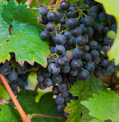 Large bunches of red wine grapes in vineyard.