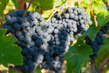 Large bunches of red wine grapes in vineyard.