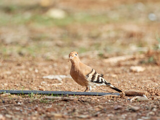 Common Hoopoe in a natural environment. Upupa epops