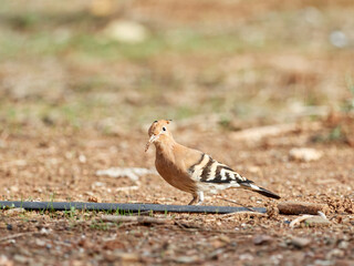 Common Hoopoe in a natural environment. Upupa epops