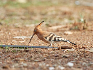 Common Hoopoe in a natural environment. Upupa epops