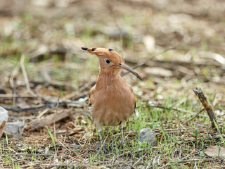 Common Hoopoe in a natural environment. Upupa epops © Macronatura.es