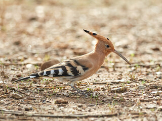 Common Hoopoe in a natural environment. Upupa epops