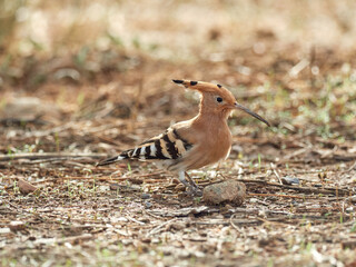 Common Hoopoe in a natural environment. Upupa epops © Macronatura.es