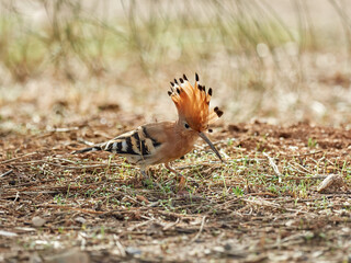 Common Hoopoe in a natural environment. Upupa epops
