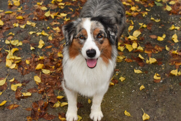 Australian Shepherd dog looks up against the background of autumn leaves