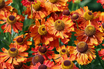Orange sneezeweed flowers in close up