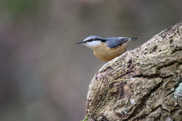 bird, natur, wild lebende tiere, tier, grossartig, baum, 