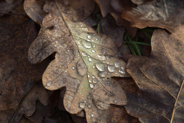 autumn oak leaves with waterdrops closeup selective focus