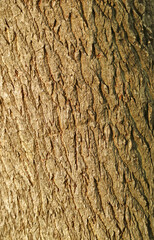 Front View of Rough Tree Bark Texture for Background or Banner	