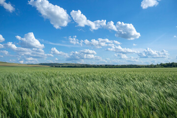 Green wheat field rural summer landscape. Agriculture.
