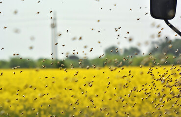 The swarm of the bee flying to the hive after collecting pollen from oilseed rape