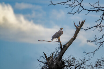 Bald Eagle in a Dead Tree