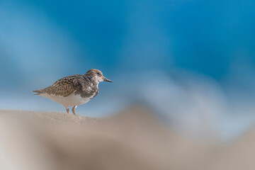 Fine art portrait of Ruddy turnstone with blue sea on background (Arenaria interpres)