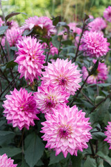 Obraz premium Decorative Dahlias Daylight Garden