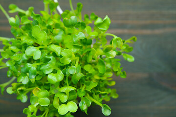 Top View of Japanese Radish Microgreens or Kaiware Daikon Ready for Harvesting