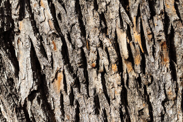 Abstract texture of wooden bark