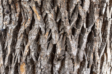 Abstract texture of wooden bark