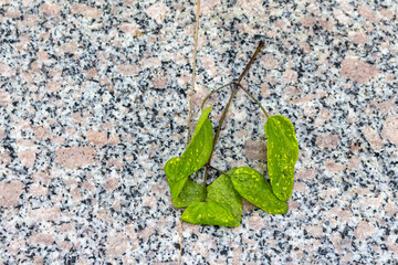 Dry autumn leaves on stone surface