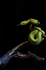 close up of a green snake viper on three and black background 