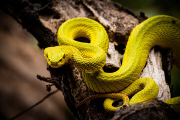 Yellow viper snake on old wood