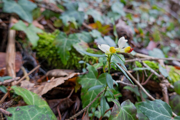 Polygala chamaebuxus . Shrubby milkwort . Buchsblättrige Kreuzblume