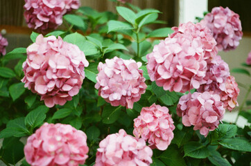 pink hydrangea flowers