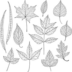 Leaves vector collection, floral leaf set