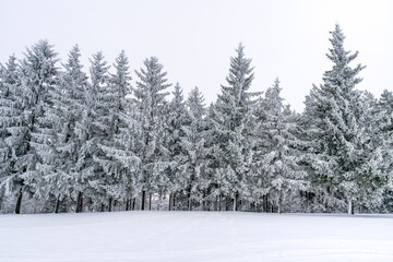 Group of frosty spruce trees in snow