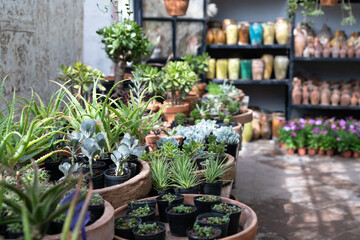Fototapeta na wymiar Plant shop with houseplants potted succulents on table in foreground and glass vases on shelf near concrete wall. Sale of sprouts and seeds for home greenhouses or apartment interior decoration 