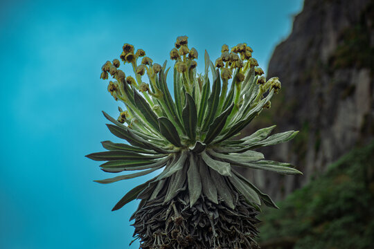 Frailej&oacute;n plano detalle, paramos Colombia 