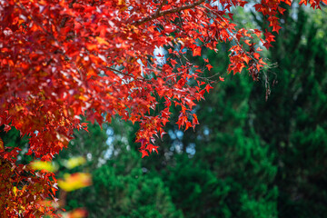 Autumn colorful red maple leaf under the maple tree with blurred background