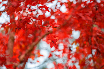 Autumn colorful red maple leaf under the maple tree with blurred background