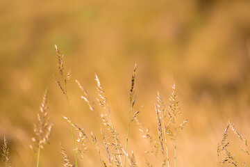 Fototapeta premium Beautiful soft focus of mountain grass, stalks blowing in the wind at golden sunset light, blurred mountain on background, with copy space ,Nature grass concept
