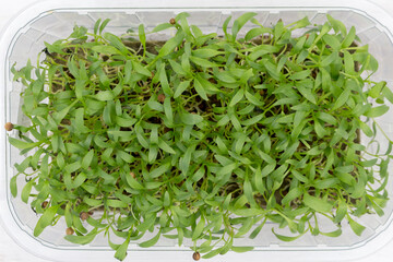 Fresh cilantro seedlings in plastic container. Growing micro greens coriander sprouts. Young microgreens.