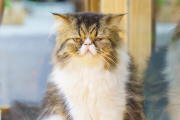 Persian cat looking at camera close up with blurred background