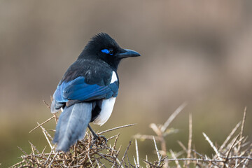 Maghreb Magpie, Pica mauritanica, Souss-Massa National Park, Morocco