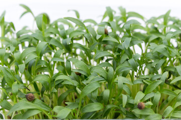 Fresh cilantro seedlings in plastic container. Growing micro greens coriander sprouts. Young microgreens.