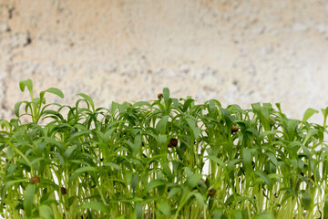 Fresh cilantro seedlings in plastic container. Growing micro greens coriander sprouts. Young microgreens.