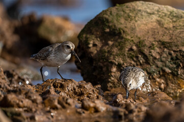 Dunlin, Calidris alpina, Inezgane, Morocco.