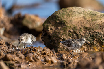 Dunlin, Calidris alpina, Inezgane, Morocco.
