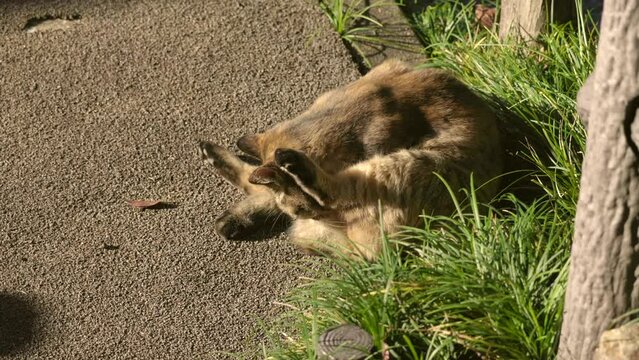 のんびり過ごしている可愛いキジトラの野良