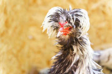 Black and white polish chicken close up with blurred background.